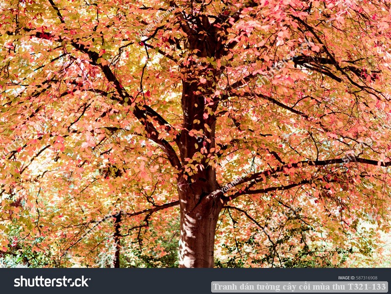 Tranh dán tường cây cối mùa thu T321-133